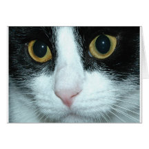 Miezekatze Grußkarten