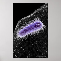 Mikroskopische Ansicht einer helicobacter Pförtner Posterdruck