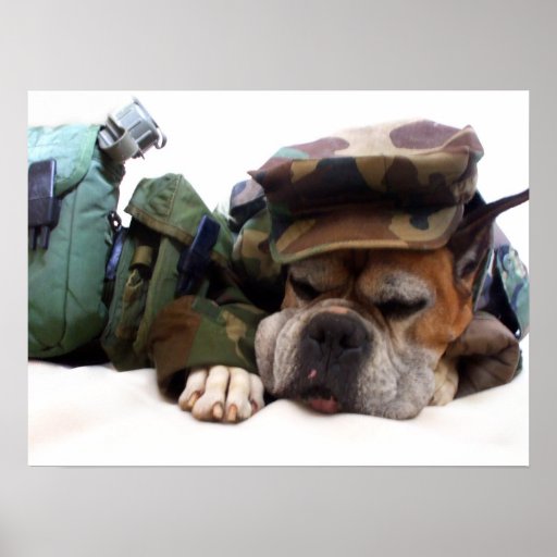 Militärboxerhundeplakat