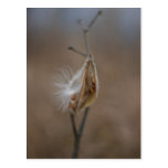 Milkweed-Hülsen-Postkarte