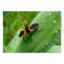 Milkweed-Wanzen-Anmerkungs-Karte