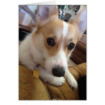 Milly, das der Corgi hallo sagt Karten