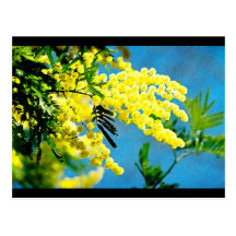 Mimose von Frankreich Postkarte