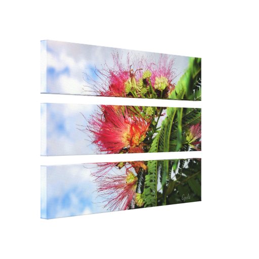 Mimosen-Blumen wickelten Leinwand ein Leinwanddrucke
