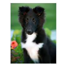 Miniaturcollie Postkarten