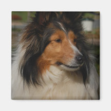 Miniaturcollie-Quadrat-Magnet Kühlschrankmagnet