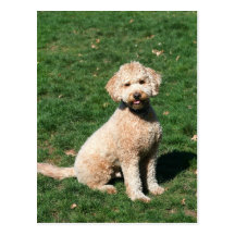 MiniGoldendoodle Welpenpostkarte