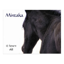 Mintaka Postkarten