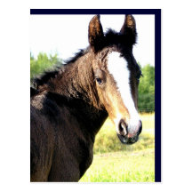Mit blauen Augen Colt-Postkarten