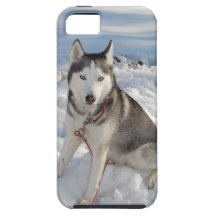 Mit blauen Augen sibirischer Husky, der in den Hüg iPhone 5 Etui