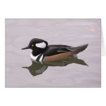 Mit Kapuze Merganser Grußkarten
