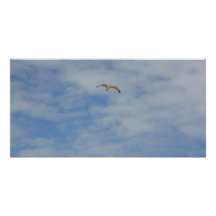 Moewe im Flug Fotokarte