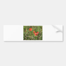Mohn Autosticker