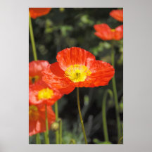 Mohnblume 1 plakatdruck