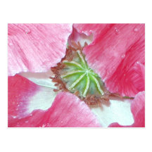 Mohnblume, die Postkarte weckt
