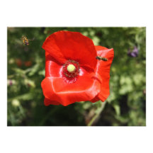 Mohnblume mit Schwebeflug fliegt Einladung