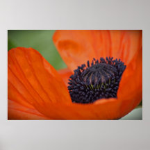 Mohnblumen-Druck Posterdruck