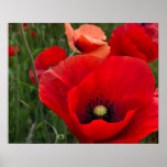 Mohnblumen-Druck Plakatdruck