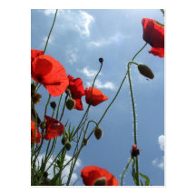 Mohnblumen in Sun - Postkarte