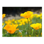 MOHNBLUMEN-MOHNBLUME Blumen POSTKARTEN-POSTKARTE