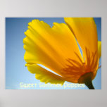 MOHNBLUMEN orange Mohnblumen-Blumen 13 Kunst-Druck