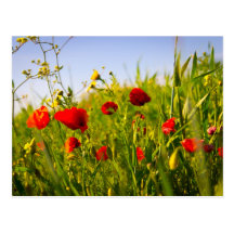 Mohnblumen Postkarte