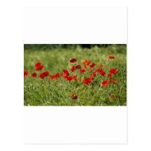 Mohnblumen Postkarte