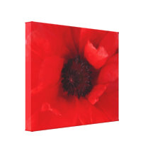 mohnblüte.klatschmohn in rot gespannter galerie druck