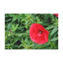 mohnblüte.klatschmohn in rot gespannte galeriedrucke