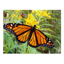 Monarch butterfy - Postkarte