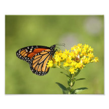 Monarch Kunstphoto