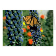 Monarch-Schmetterling auf blauen Blumen Karte