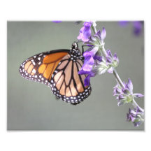 Monarch-Schmetterling mit Blumen Photographie