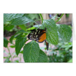 Monarchfalter 215 grußkarten