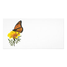 Monarchfalter auf Ringelblume Photo Grußkarte
