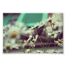 Monets Gänseblümchen-Foto-Druck