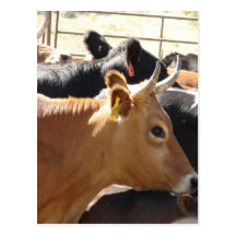 MOO zu Ihnen Postkarte