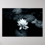 MoonlightWaterlily Posterdruck