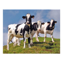 Moooh! Einladungskarten