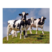 Moooh! Postkarten