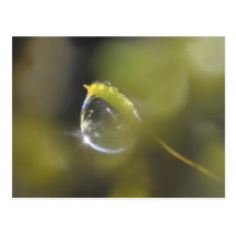 Moos mit Dewdroppostkarte