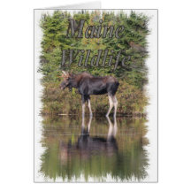 Moose - Maine Wildlife Greeting Card