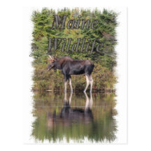 Moose - Maine Wildlife Post Card