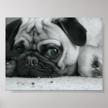 Mops "Breena " Plakatdrucke