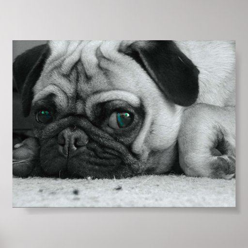Mops "Breena " Plakatdrucke