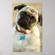 Mops mit einem fragenausdruck plakate