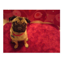 Mops-Postkarte Machi