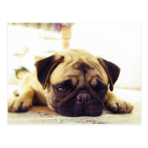 Mops-Welpe, der aus den Grund schaut traurig legt Postkarten