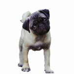 Mops-Welpen-Skulptur-Magnet Fotostatuen