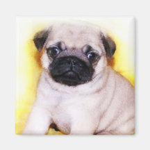 Mops-Welpenmagnet Magnete
